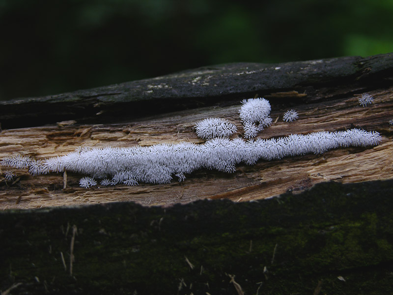 Ceratiomyxa fruticulosa.